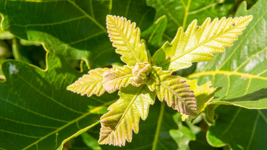 Quercus dentata 'Carl Ferris Miller' Blatt