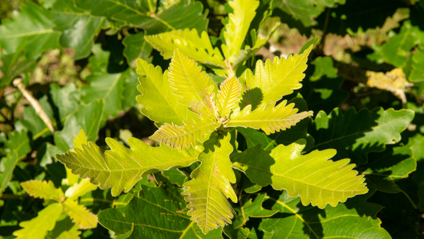 Quercus dentata 'Carl Ferris Miller' Blatt
