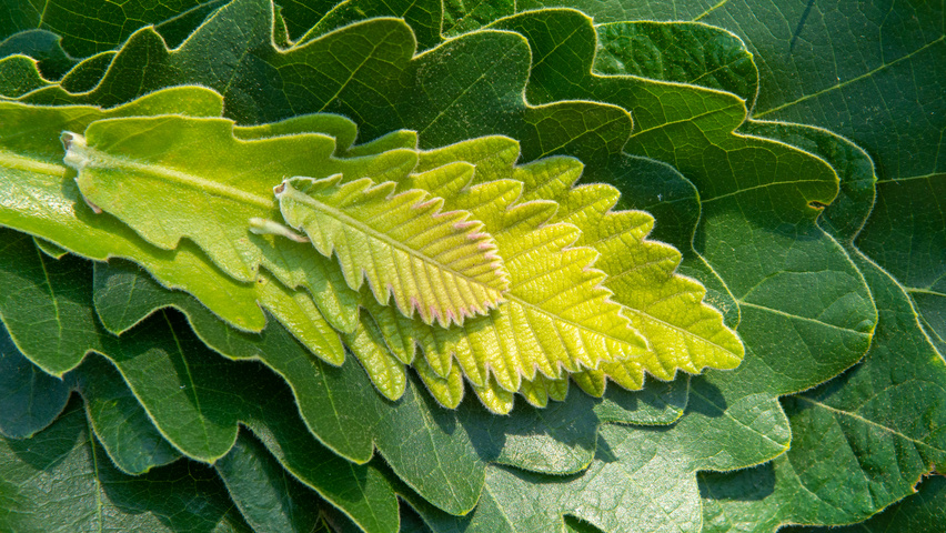 Quercus dentata 'Carl Ferris Miller' Blatt