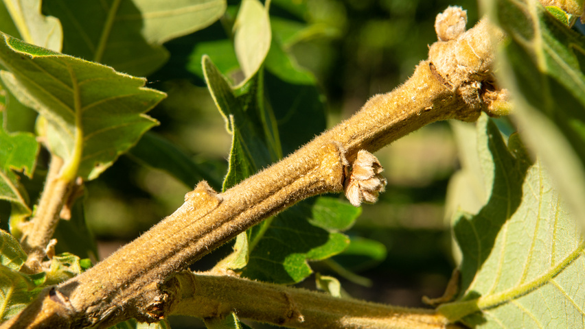 Quercus dentata 'Carl Ferris Miller' Zweige