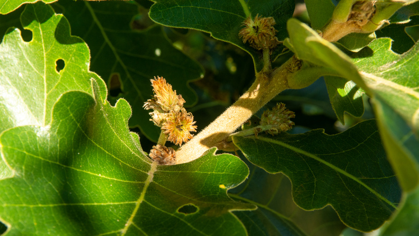Quercus dentata 'Carl Ferris Miller' Zweige