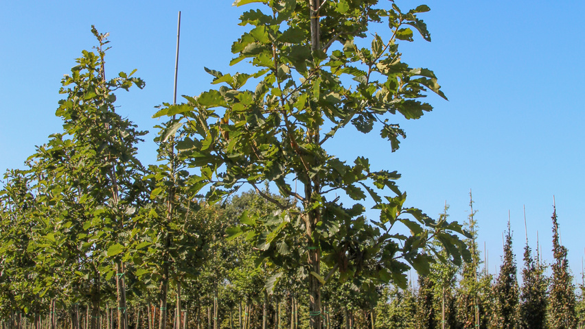 Quercus dentata hoogstam