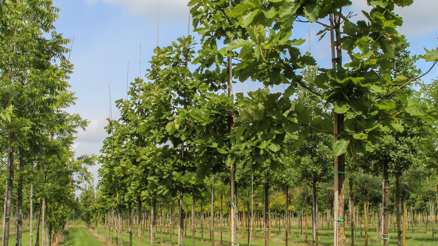 Quercus dentata hoogstam