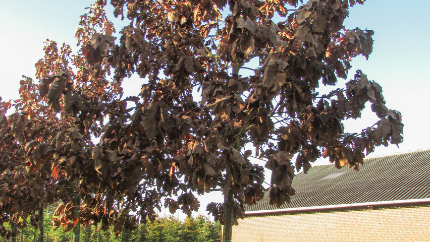 Quercus dentata hoogstam