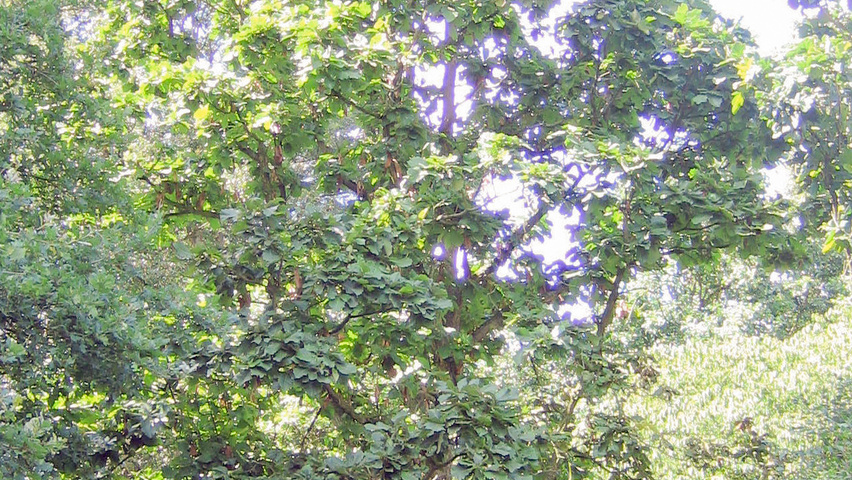 Quercus dentata hoogstam