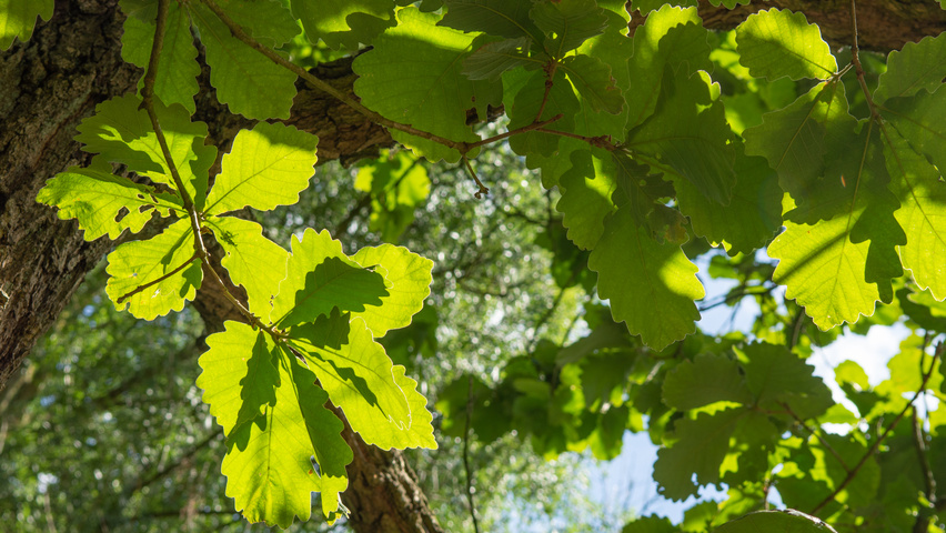 Quercus dentata blad