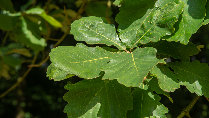 Quercus dentata blad