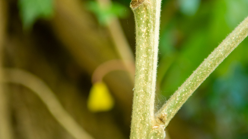 Quercus dentata twijgen