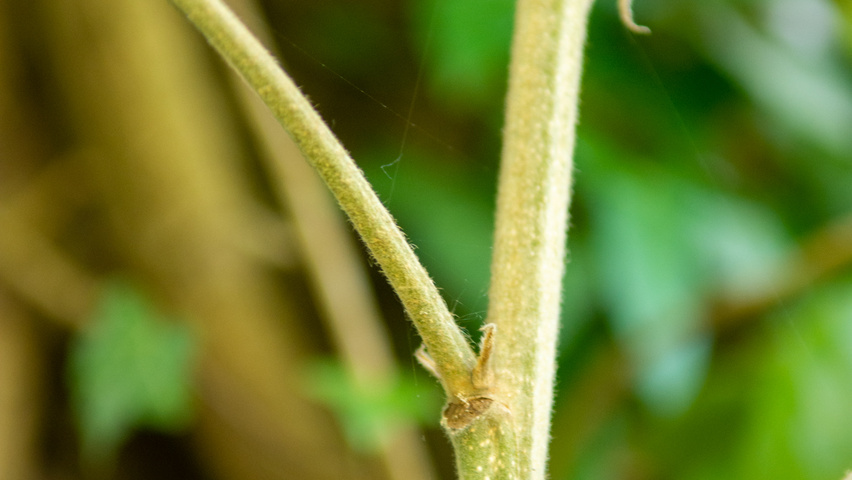 Quercus dentata twijgen
