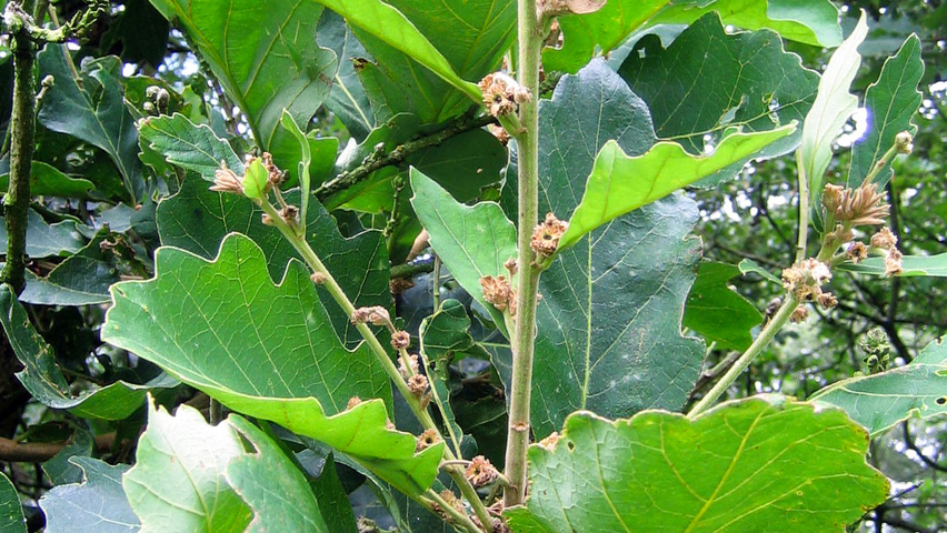 Quercus dentata twijgen