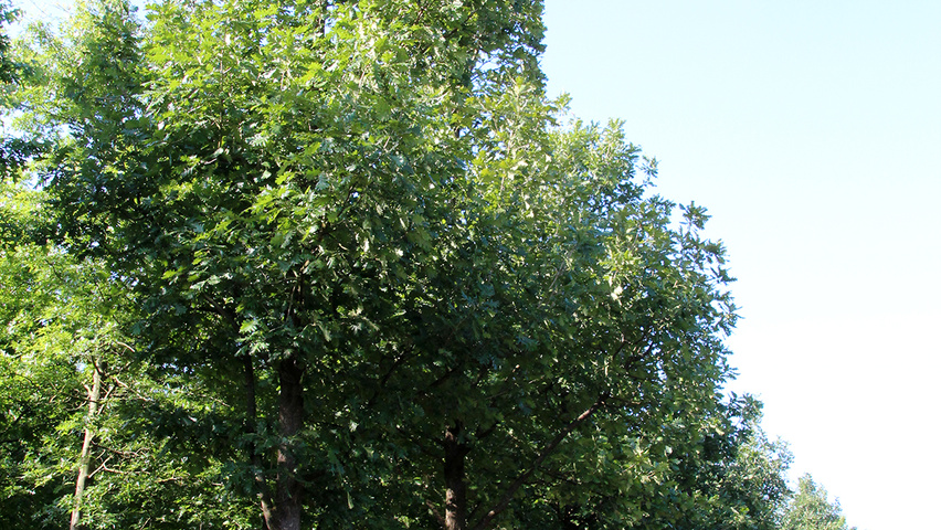 Quercus frainetto pienne