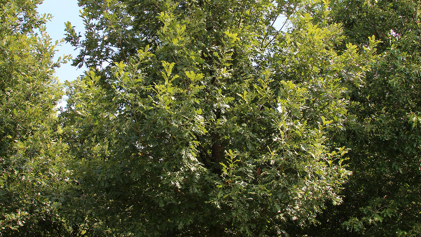 Quercus frainetto pienne
