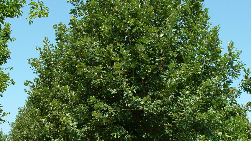 Quercus frainetto pienne