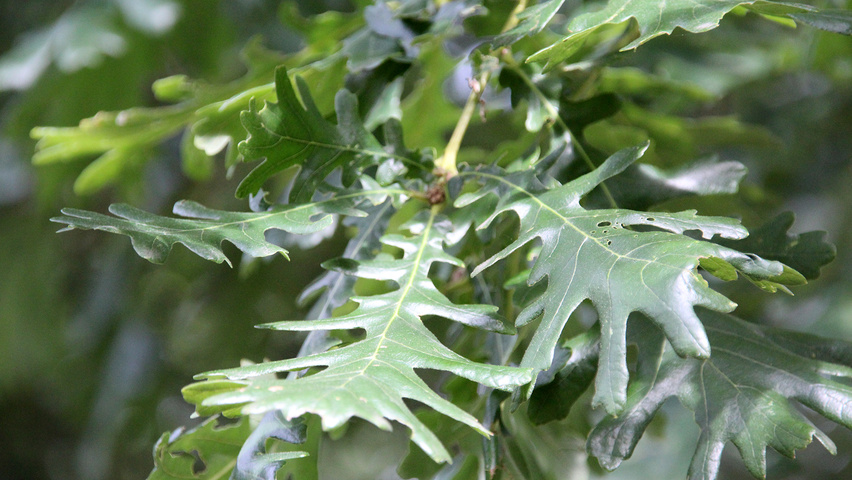 Quercus frainetto liście