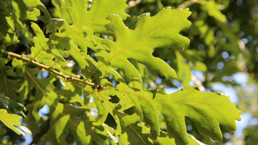 Quercus frainetto liście