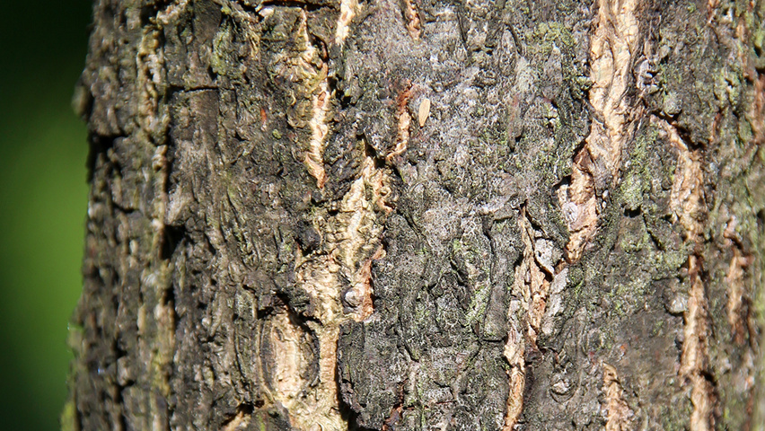 Quercus frainetto 'Trump' Rinden
