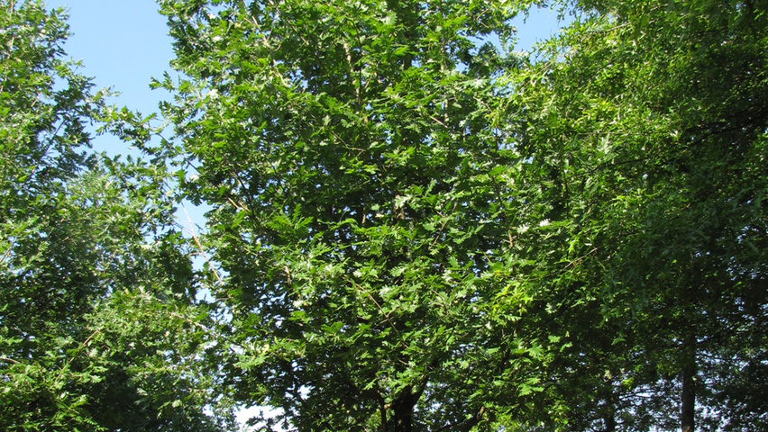 Quercus frainetto 'Trump' hochstämmig