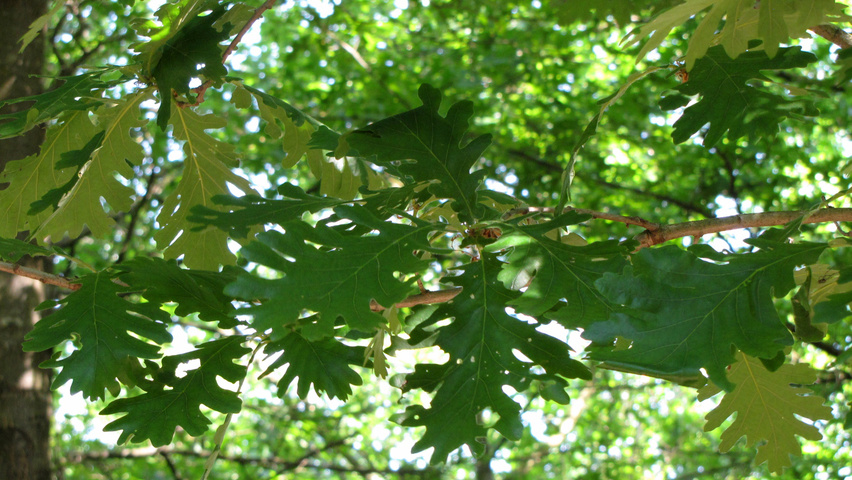 Quercus frainetto 'Trump' Blatt