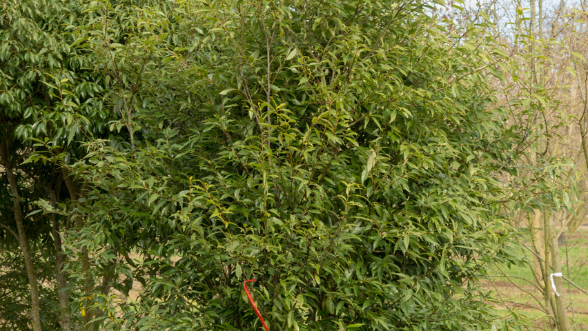 Quercus glauca Деревья с центральным стволом и ветвями от земли