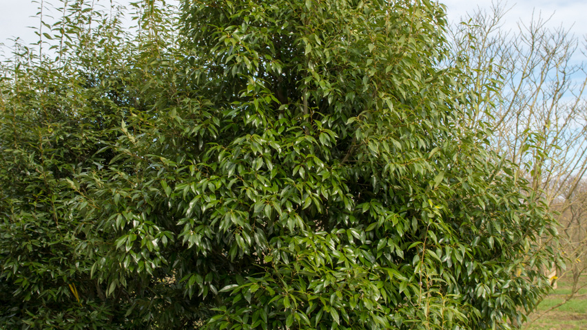 Quercus glauca Деревья с центральным стволом и ветвями от земли