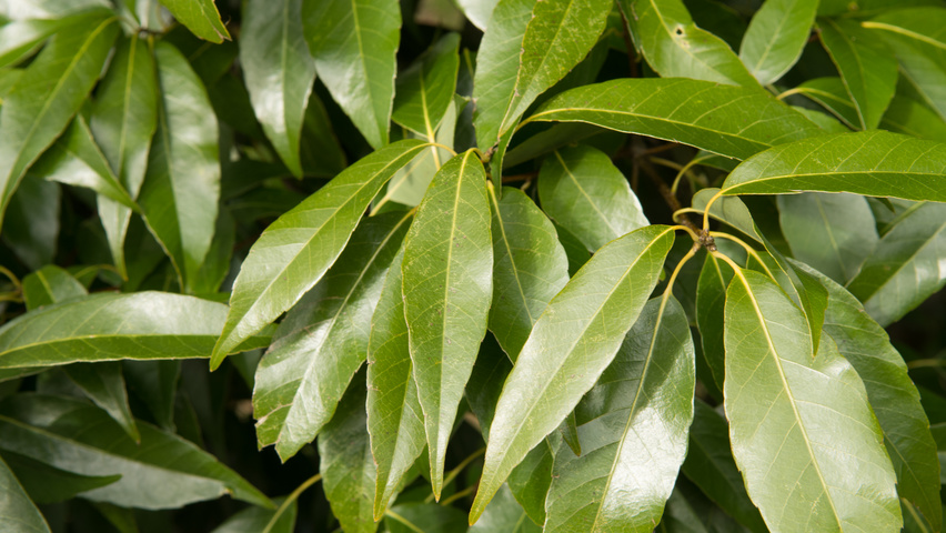 Quercus glauca листья