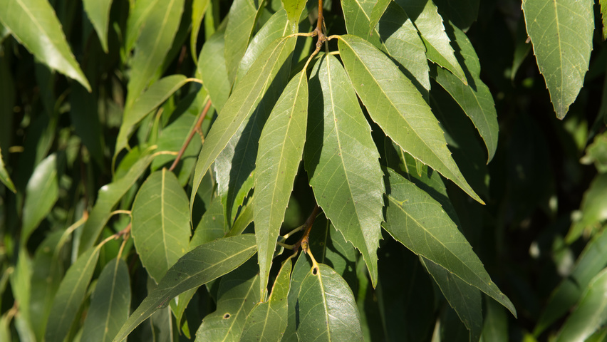 Quercus glauca листья