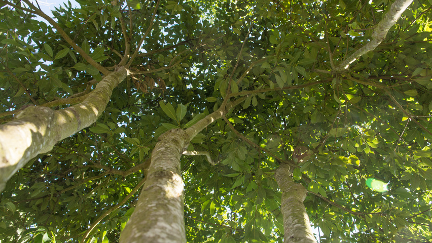 Quercus glauca листья