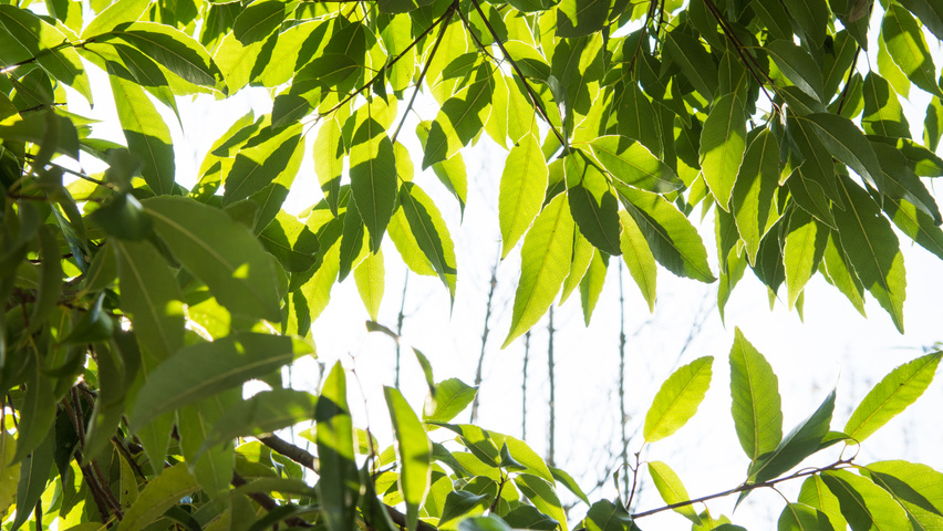 Quercus glauca листья