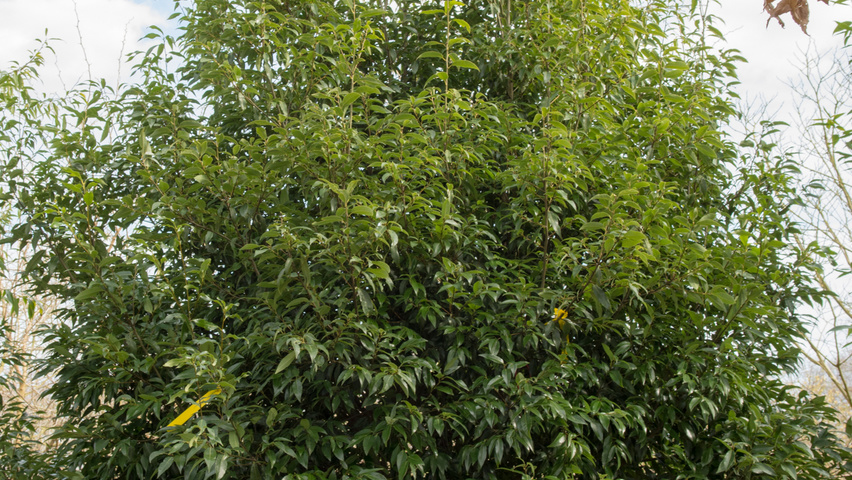 Quercus glauca Многоствольные деревья