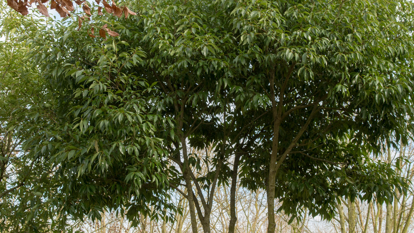 Quercus glauca Многоствольные зонтичные формы