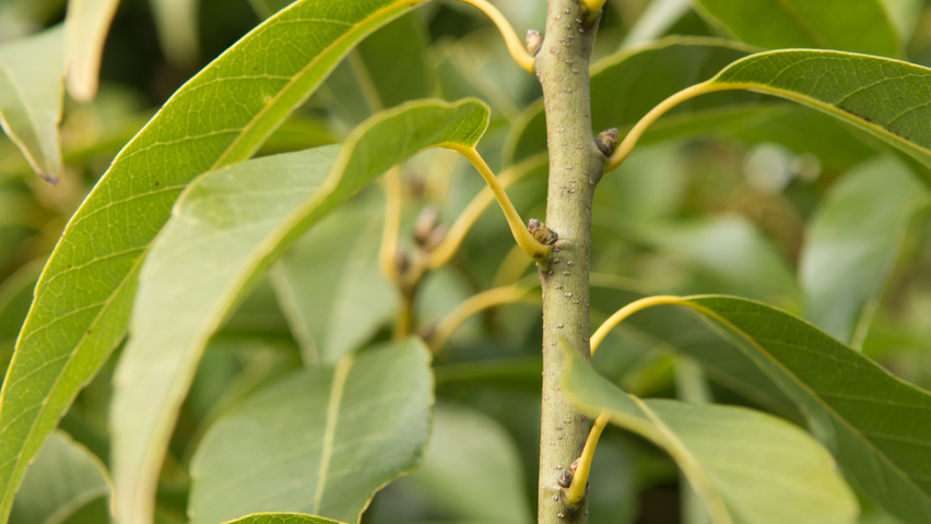 Quercus glauca ветви