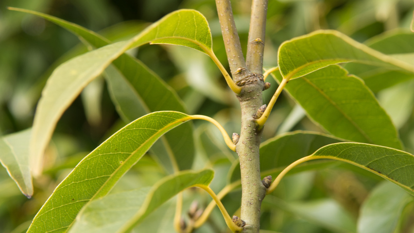 Quercus glauca ветви