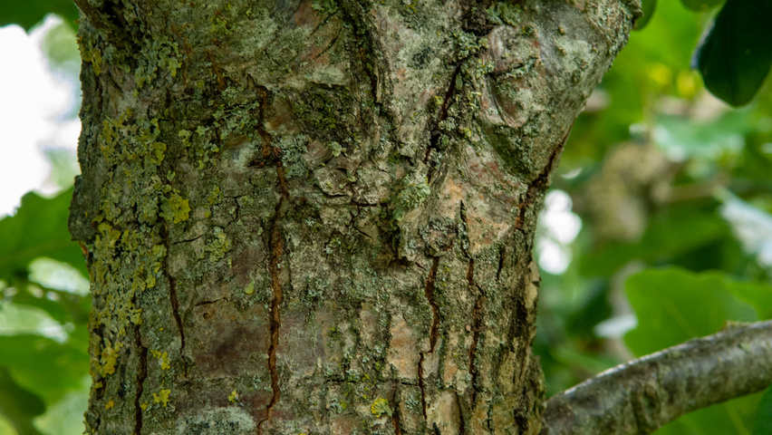 Quercus × macdanielii HERITAGE®  bark