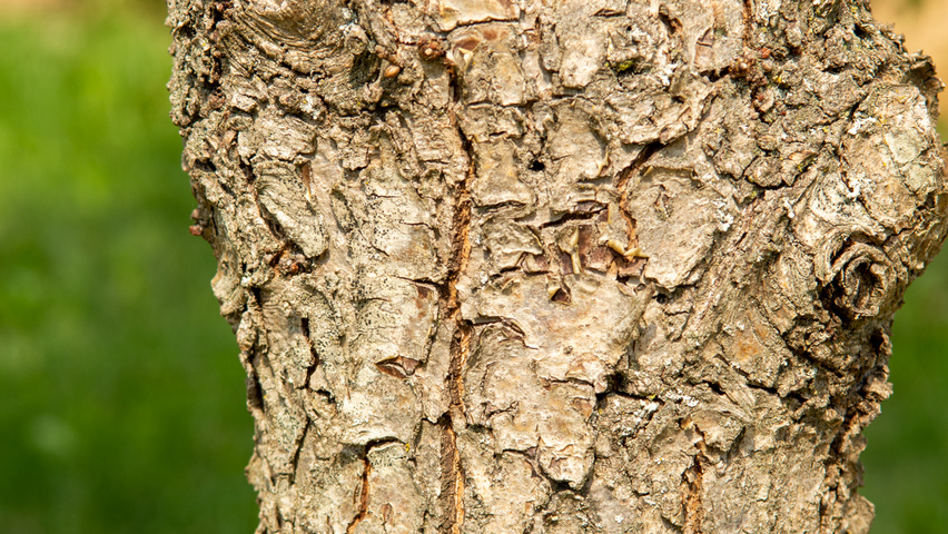 Quercus × macdanielii HERITAGE®  bark