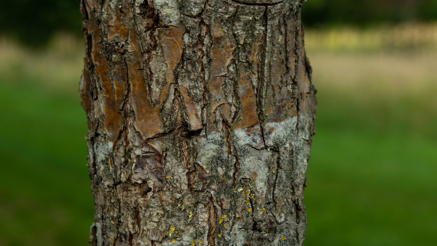 Quercus × macdanielii HERITAGE®  bark
