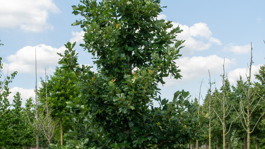 Quercus × macdanielii HERITAGE®  feathered