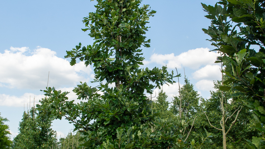 Quercus × macdanielii HERITAGE®  feathered