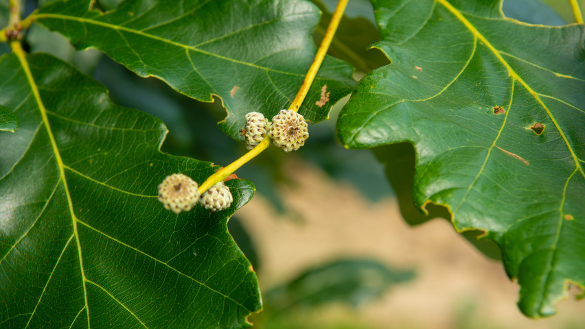 Quercus × macdanielii HERITAGE®  fruits