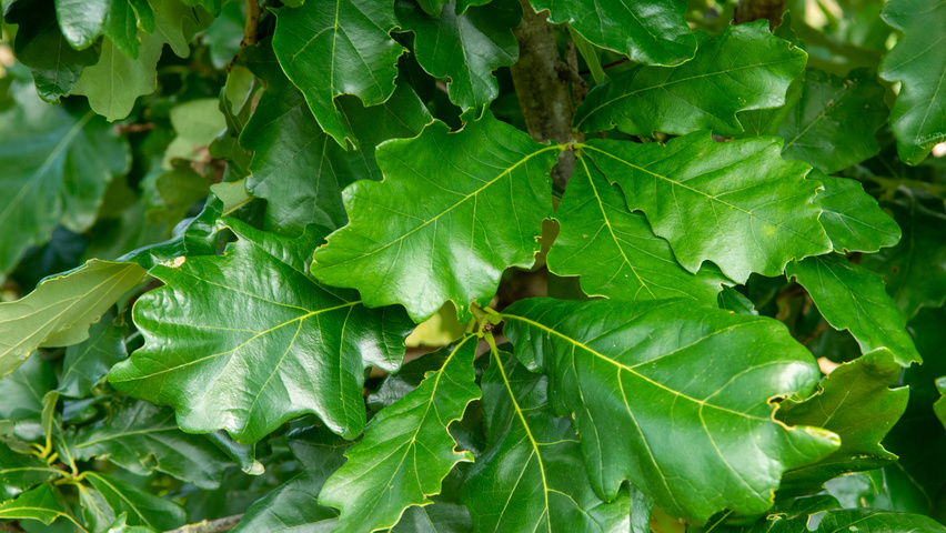 Quercus × macdanielii HERITAGE®  leaves