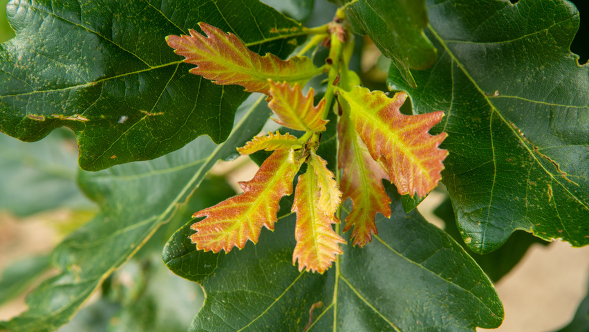 Quercus × macdanielii HERITAGE®  leaves