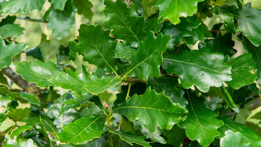 Quercus × macdanielii HERITAGE®  leaves