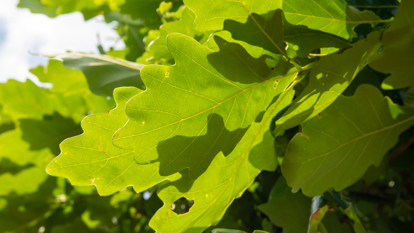 Quercus × macdanielii HERITAGE®  leaves