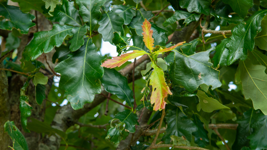 Quercus × macdanielii HERITAGE®  leaves