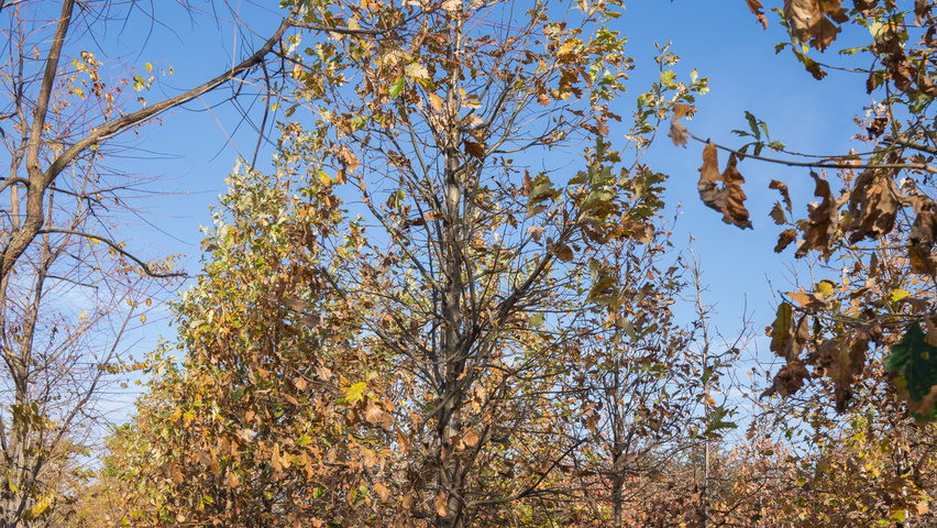 Quercus × macdanielii HERITAGE®  standard tree