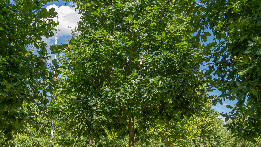 Quercus × macdanielii HERITAGE®  standard tree