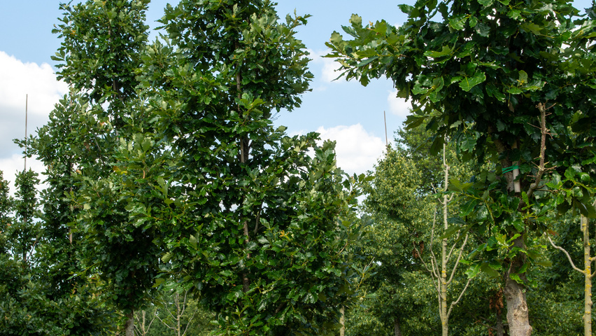 Quercus × macdanielii HERITAGE®  standard tree
