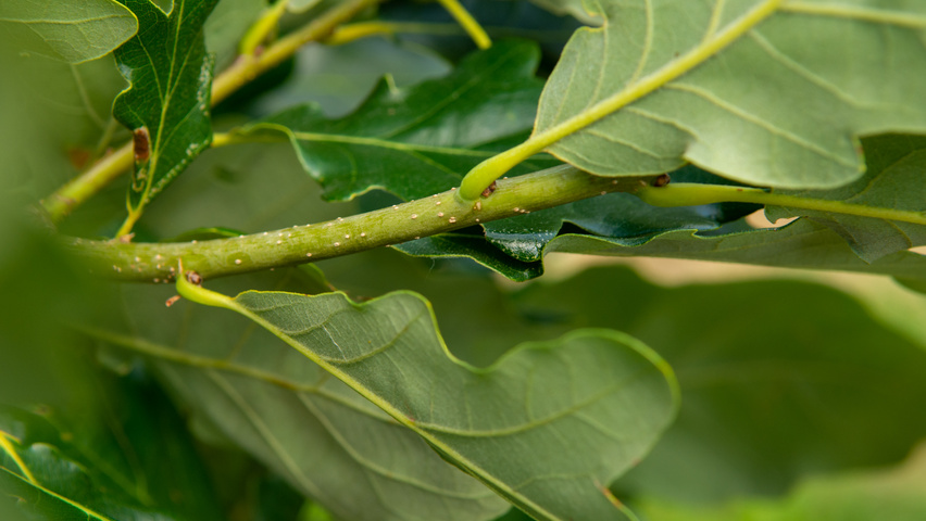 Quercus × macdanielii HERITAGE®  twigs