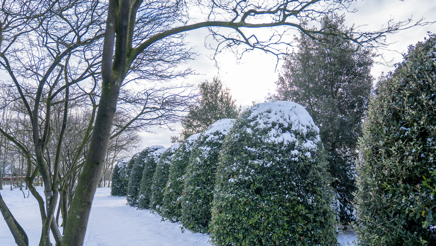 Quercus ilex Bienenkorb