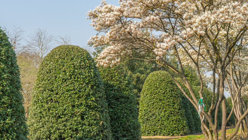 Quercus ilex Bienenkorb