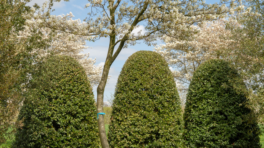 Quercus ilex Bienenkorb